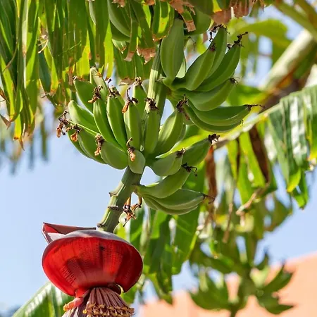 Villa Casa Kiky, Boho-chic With Botanical Garden